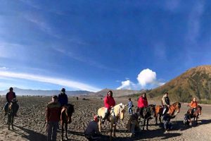 Perkhidmatan Sewa Kuda Gunung Bromo 